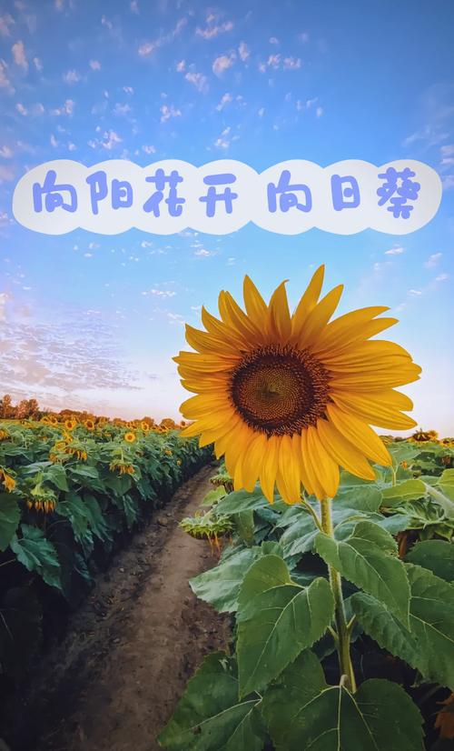 向日葵象征着什么意思，关于向日葵的资料，向日葵的含义是什么?象征什么?-第3张图片-优品飞百科