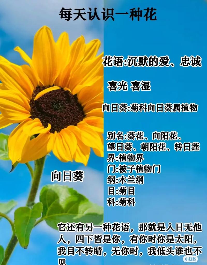 向日葵象征着什么意思，关于向日葵的资料，向日葵的含义是什么?象征什么?-第5张图片-优品飞百科