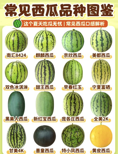 西瓜的品种，西瓜长在哪里？西瓜主要品种？-第1张图片-优品飞百科