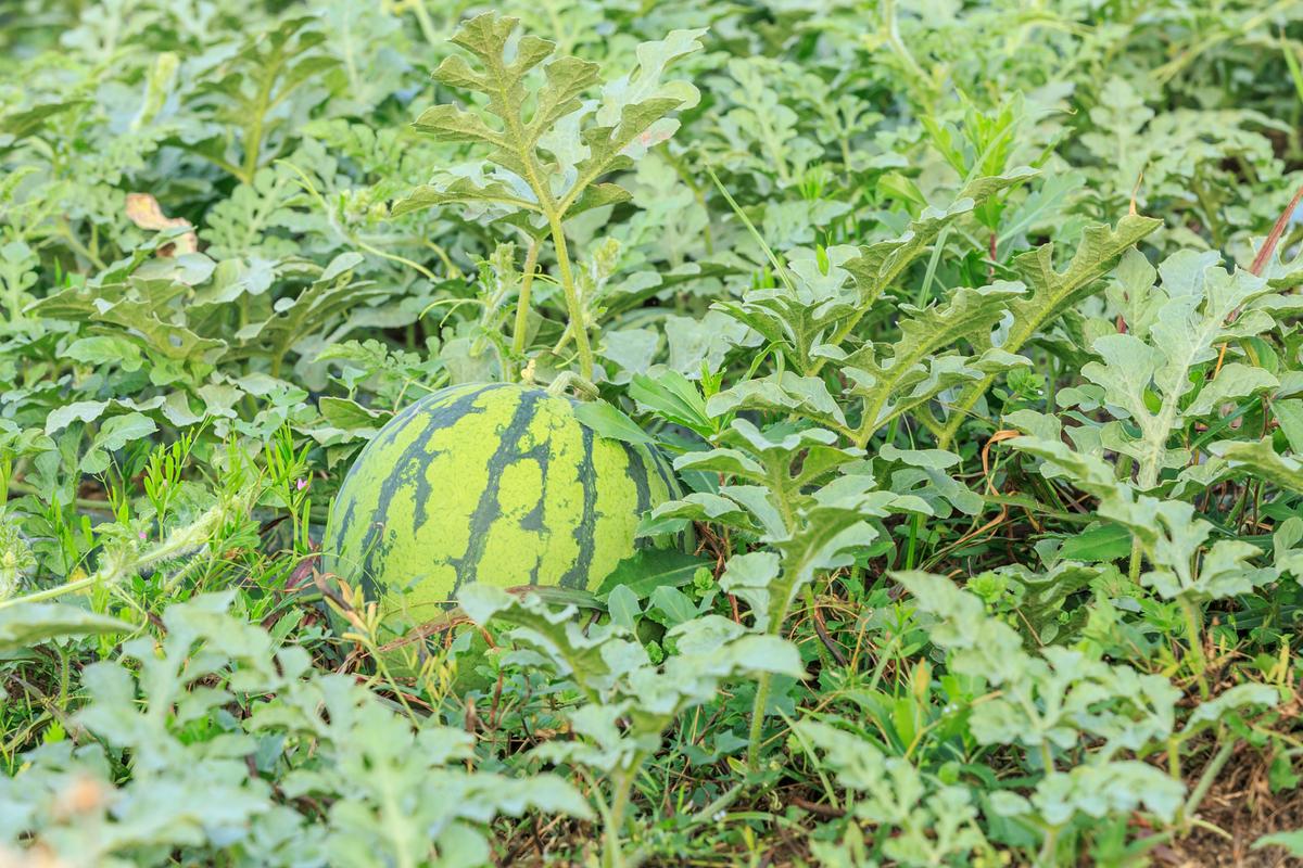 西瓜的品种，西瓜长在哪里？西瓜主要品种？-第5张图片-优品飞百科