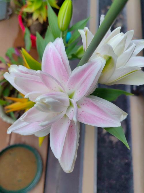 百合没有阳光能开花吗，花期需要晒太阳吗，百合没有太阳可以吗？-第1张图片-优品飞百科