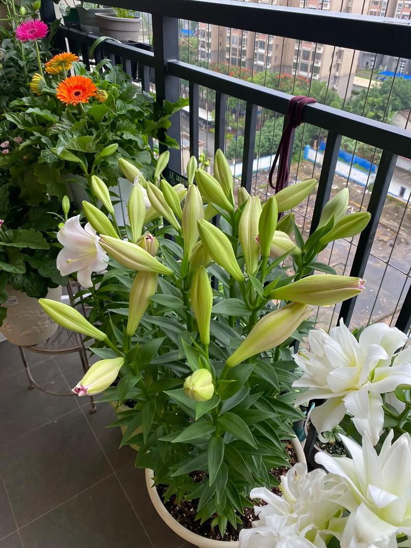 百合没有阳光能开花吗，花期需要晒太阳吗，百合没有太阳可以吗？-第2张图片-优品飞百科