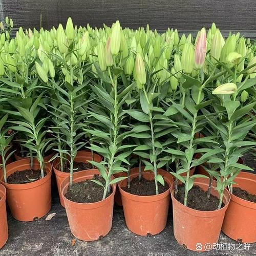 百合没有阳光能开花吗，花期需要晒太阳吗，百合没有太阳可以吗？-第3张图片-优品飞百科