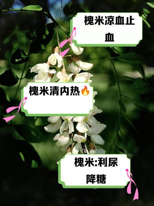 槐米的功效与作用？槐花的功效与作用？-第5张图片-优品飞百科