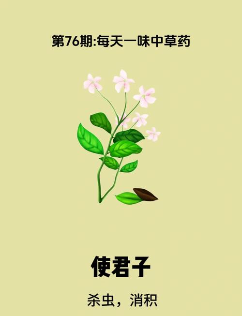 使君子可以生吃吗，使君子生吃有毒吗？-第1张图片-优品飞百科