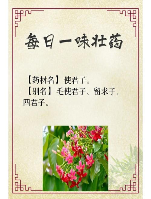 使君子可以生吃吗，使君子生吃有毒吗？-第2张图片-优品飞百科