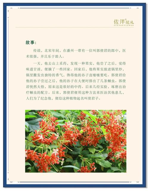 使君子可以生吃吗，使君子生吃有毒吗？-第3张图片-优品飞百科