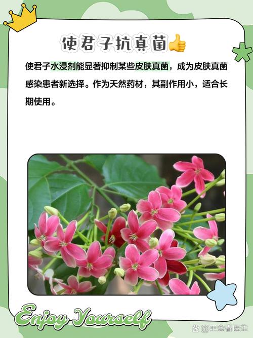 使君子可以生吃吗，使君子生吃有毒吗？-第4张图片-优品飞百科