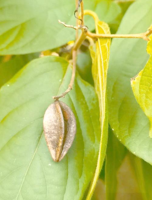 使君子可以生吃吗，使君子生吃有毒吗？-第6张图片-优品飞百科