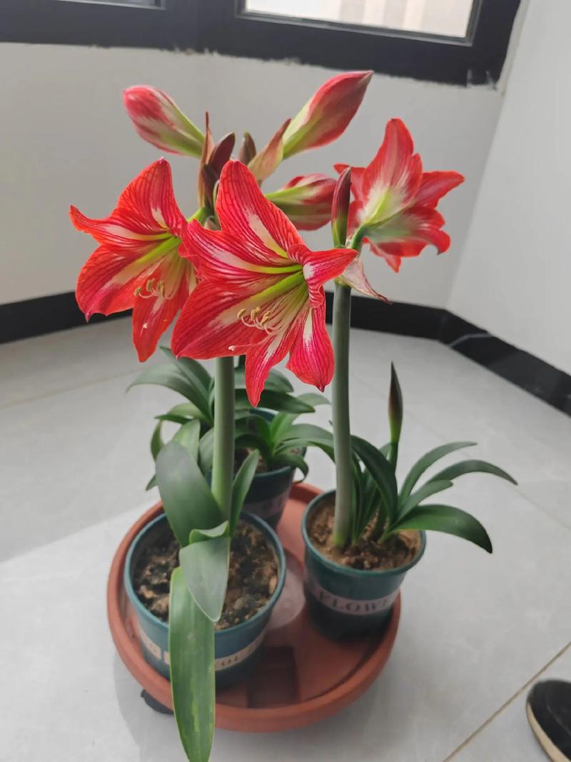 朱顶红的作用和功效？朱顶红 神奇？-第2张图片-优品飞百科