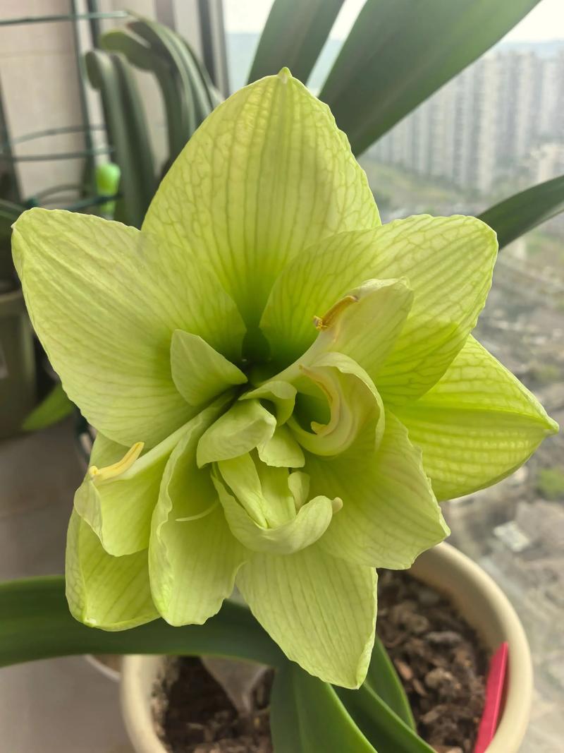 朱顶红的作用和功效？朱顶红 神奇？-第3张图片-优品飞百科