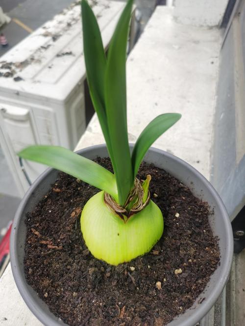 朱顶红的作用和功效？朱顶红 神奇？-第4张图片-优品飞百科