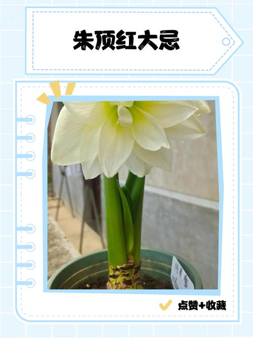 朱顶红的作用和功效？朱顶红 神奇？-第5张图片-优品飞百科