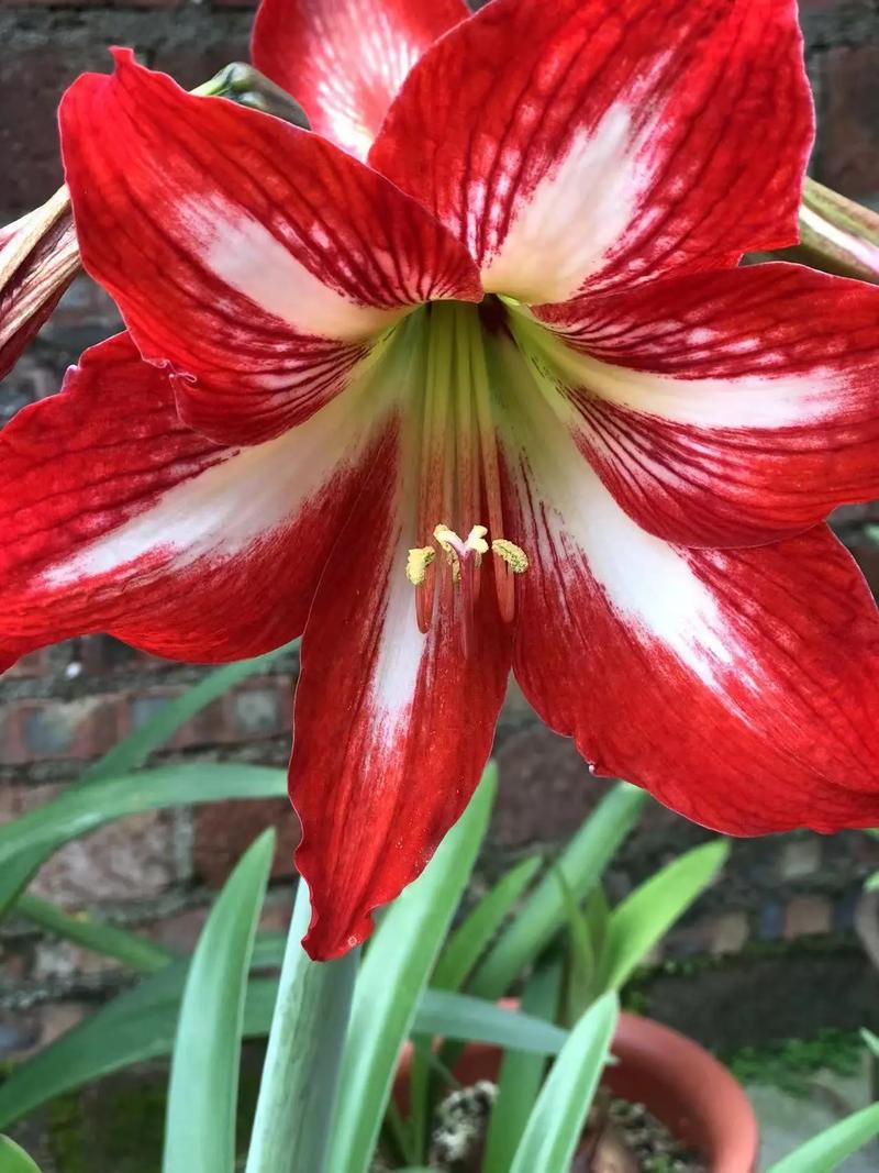 朱顶红的作用和功效？朱顶红 神奇？-第6张图片-优品飞百科