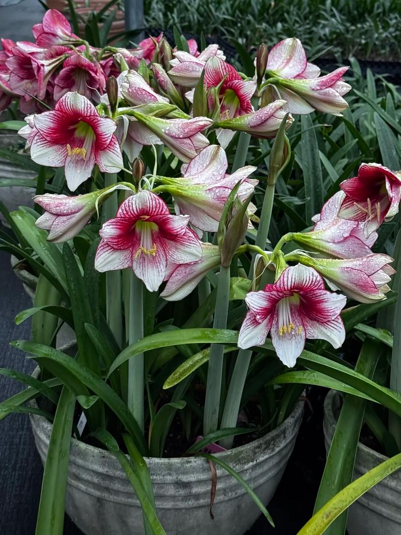 朱顶红的作用和功效？朱顶红 神奇？-第7张图片-优品飞百科