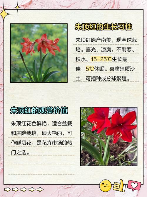 朱顶红的作用和功效？朱顶红 神奇？-第8张图片-优品飞百科