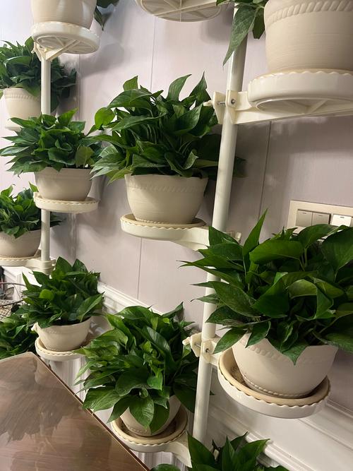 绿萝可以放卧室里养吗，摆放禁忌？绿萝可以放卧室里养吗,摆放禁忌的东西？