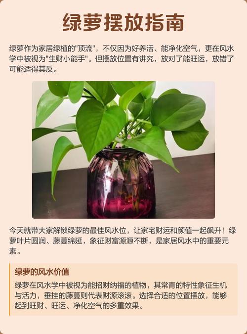 绿萝可以放卧室里养吗，摆放禁忌？绿萝可以放卧室里养吗,摆放禁忌的东西？-第2张图片-优品飞百科