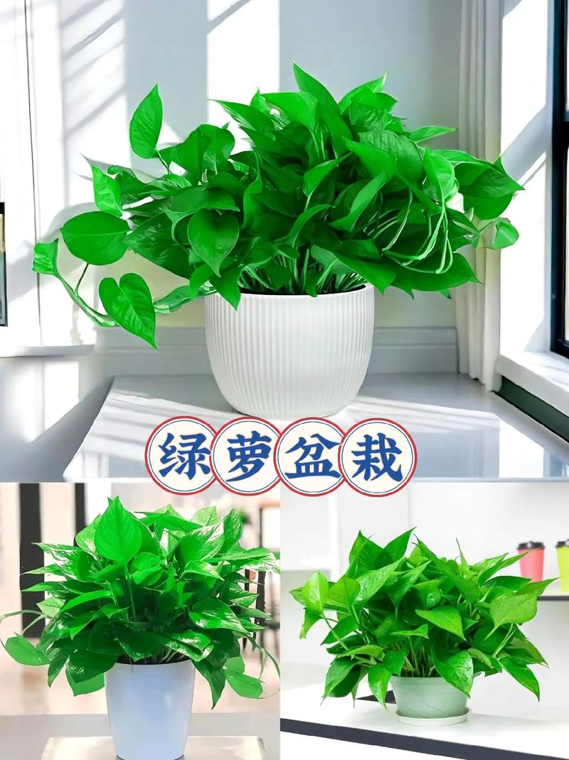 绿萝可以放卧室里养吗，摆放禁忌？绿萝可以放卧室里养吗,摆放禁忌的东西？-第3张图片-优品飞百科