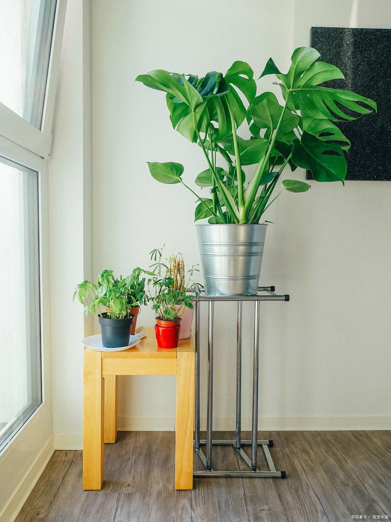 绿萝可以放卧室里养吗，摆放禁忌？绿萝可以放卧室里养吗,摆放禁忌的东西？-第4张图片-优品飞百科