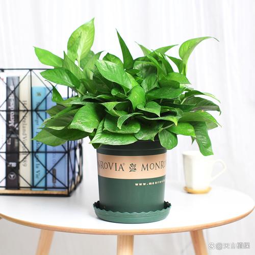 绿萝可以放卧室里养吗，摆放禁忌？绿萝可以放卧室里养吗,摆放禁忌的东西？-第5张图片-优品飞百科