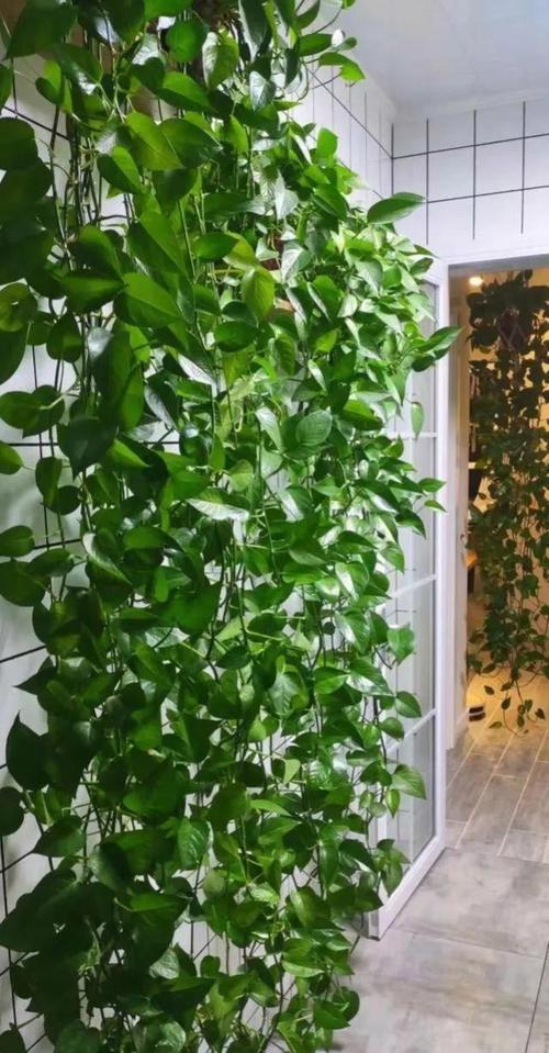 绿萝可以放卧室里养吗，摆放禁忌？绿萝可以放卧室里养吗,摆放禁忌的东西？-第7张图片-优品飞百科