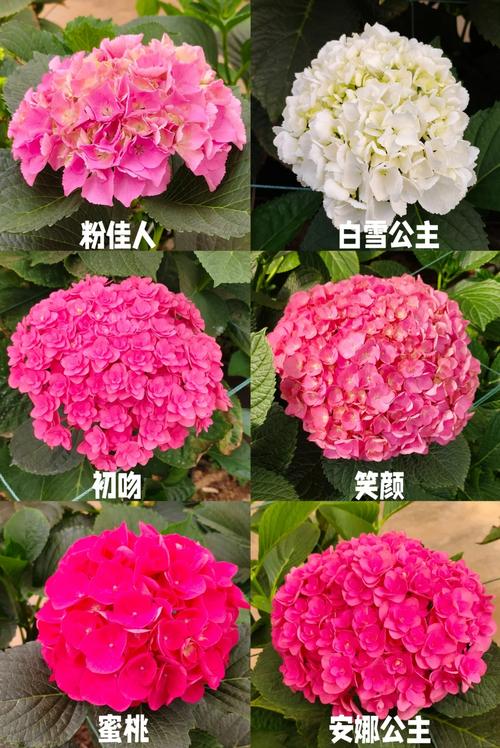 绣球花有休眠期吗，绣球花的休眠期多长，绣球花休根吗？-第1张图片-优品飞百科