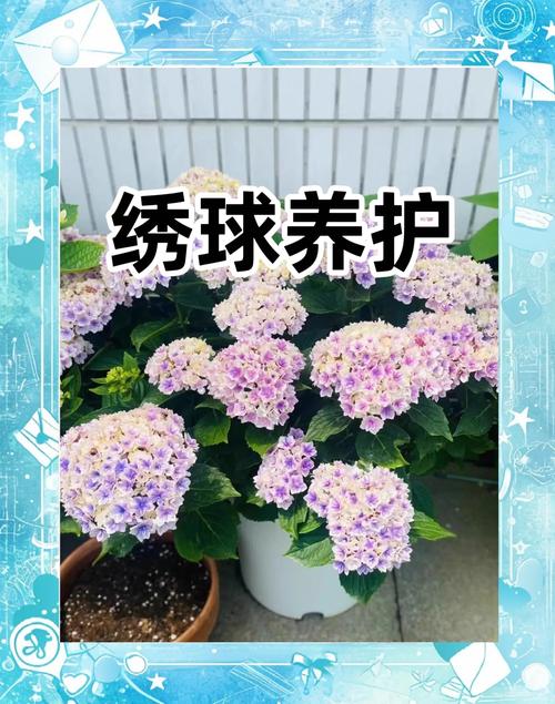 绣球花有休眠期吗，绣球花的休眠期多长，绣球花休根吗？-第2张图片-优品飞百科