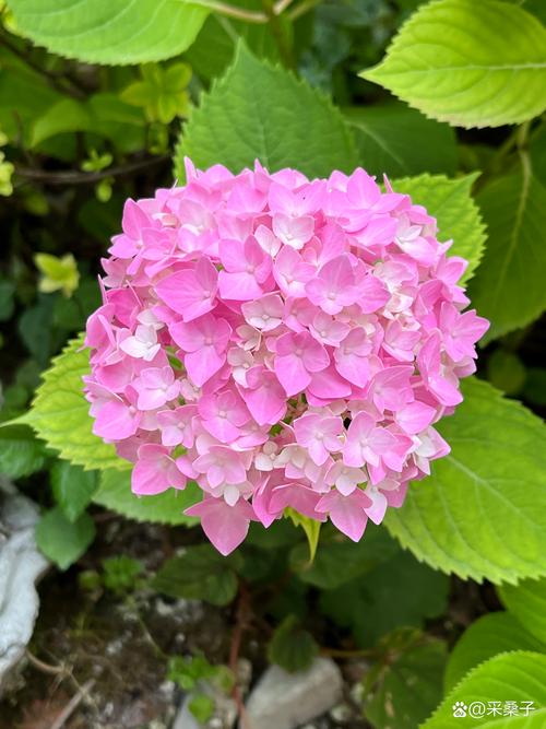 绣球花有休眠期吗，绣球花的休眠期多长，绣球花休根吗？-第3张图片-优品飞百科