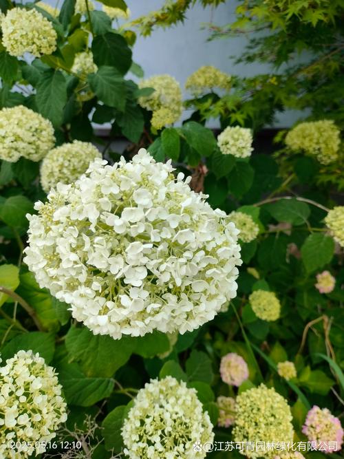 绣球花有休眠期吗，绣球花的休眠期多长，绣球花休根吗？-第4张图片-优品飞百科