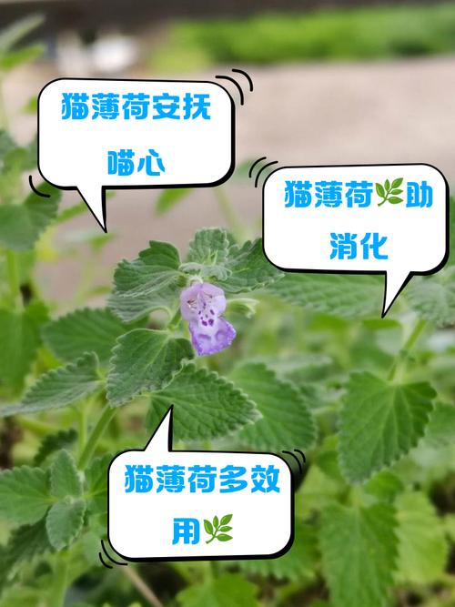 猫薄荷对猫有什么作用？猫薄荷对猫有什么作用知乎？-第2张图片-优品飞百科