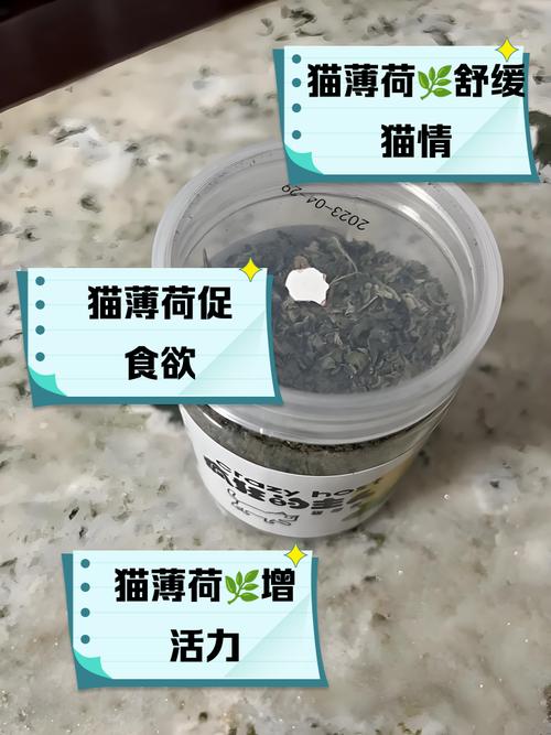 猫薄荷对猫有什么作用？猫薄荷对猫有什么作用知乎？-第1张图片-优品飞百科