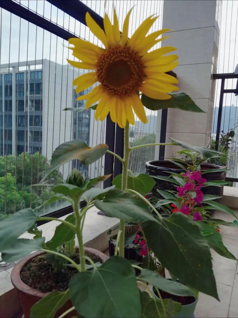 向日葵可以放在卧室吗？向日葵放在卧室好吗？-第2张图片-优品飞百科