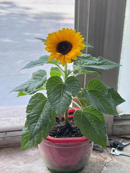 向日葵可以放在卧室吗？向日葵放在卧室好吗？-第5张图片-优品飞百科
