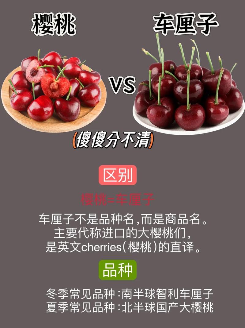 车厘子和樱桃的区别？车厘子和樱桃的区别在哪里？-第2张图片-优品飞百科