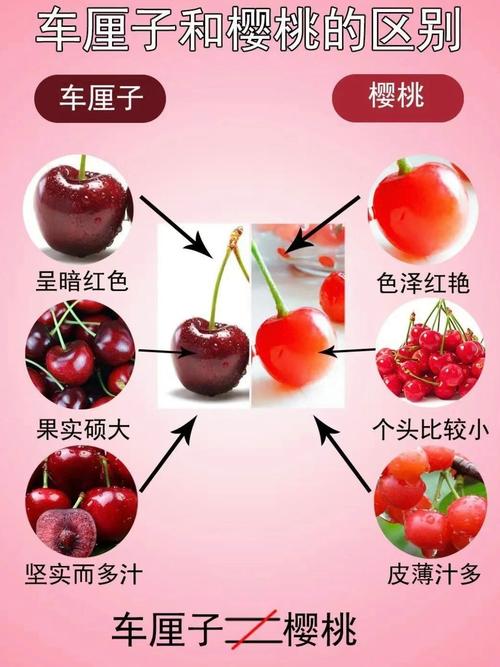 车厘子和樱桃的区别？车厘子和樱桃的区别在哪里？-第4张图片-优品飞百科