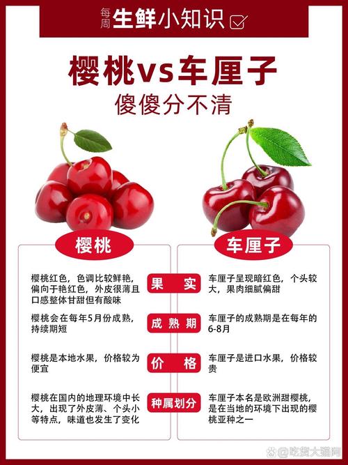 车厘子和樱桃的区别？车厘子和樱桃的区别在哪里？-第5张图片-优品飞百科