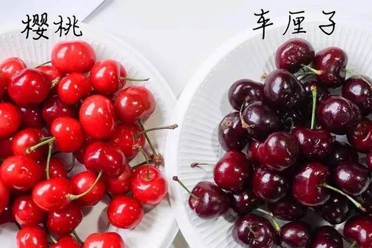 车厘子和樱桃的区别？车厘子和樱桃的区别在哪里？-第6张图片-优品飞百科