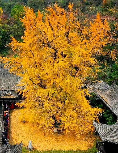 银杏树在哪里风水好，屋后和院子内能栽种吗，银杏树栽在房子哪里好？