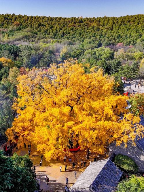 银杏树在哪里风水好,屋后和院子内能栽种吗,银杏树栽在房子哪里好?-第3张图片-优品飞百科 银杏树在哪里风水好,屋后和院子内能栽种吗,银杏树栽在房子哪里好?-第3张图片-优品飞百科