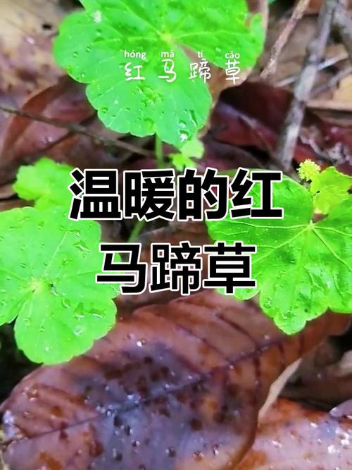 红马蹄草的养殖方法，红马蹄草的养殖方法视频-第2张图片-优品飞百科
