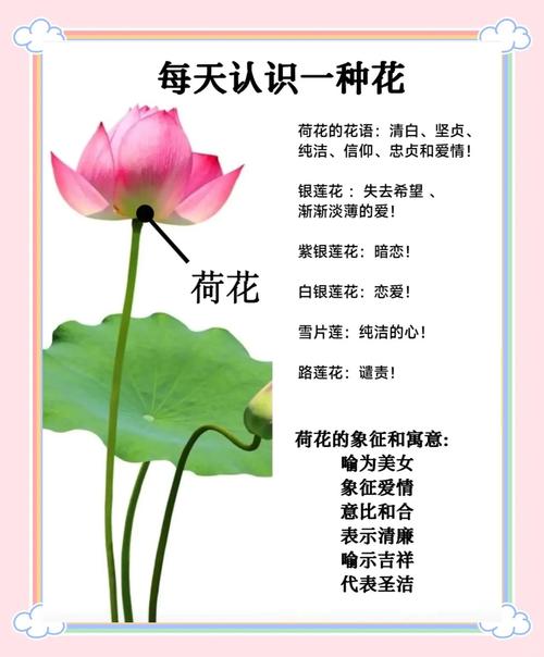 荷花的寓意象征意义，荷花的意义和象征-第1张图片-优品飞百科