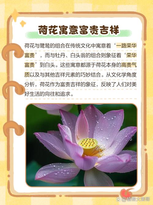 荷花的寓意象征意义，荷花的意义和象征-第5张图片-优品飞百科