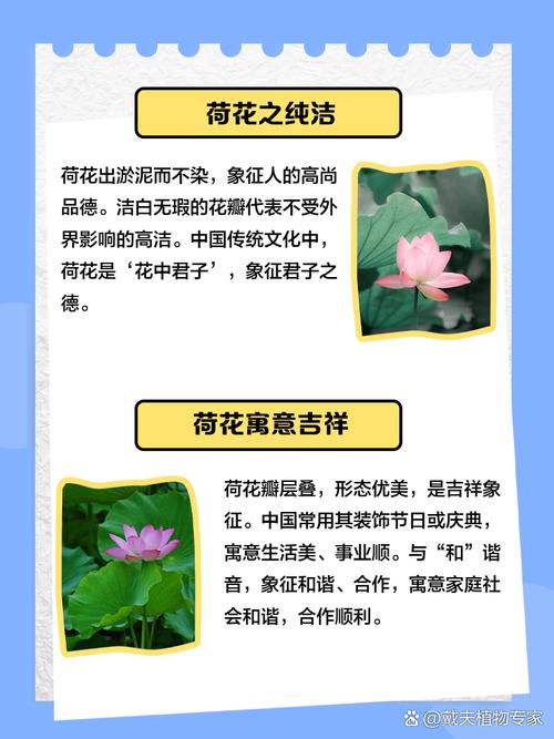 荷花的寓意象征意义，荷花的意义和象征-第6张图片-优品飞百科