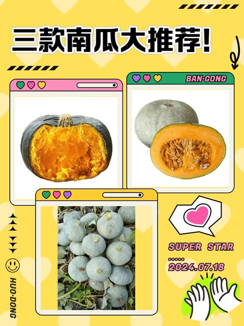 南瓜什么时候成熟，多少钱一斤？南瓜几月份成熟收获？-第1张图片-优品飞百科