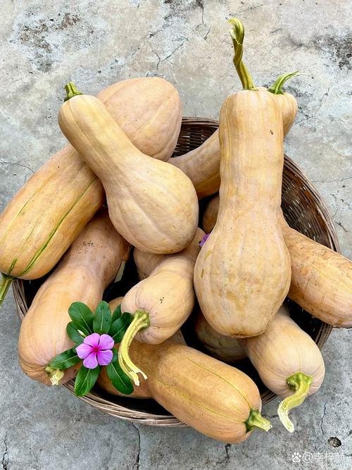 南瓜什么时候成熟，多少钱一斤？南瓜几月份成熟收获？-第2张图片-优品飞百科