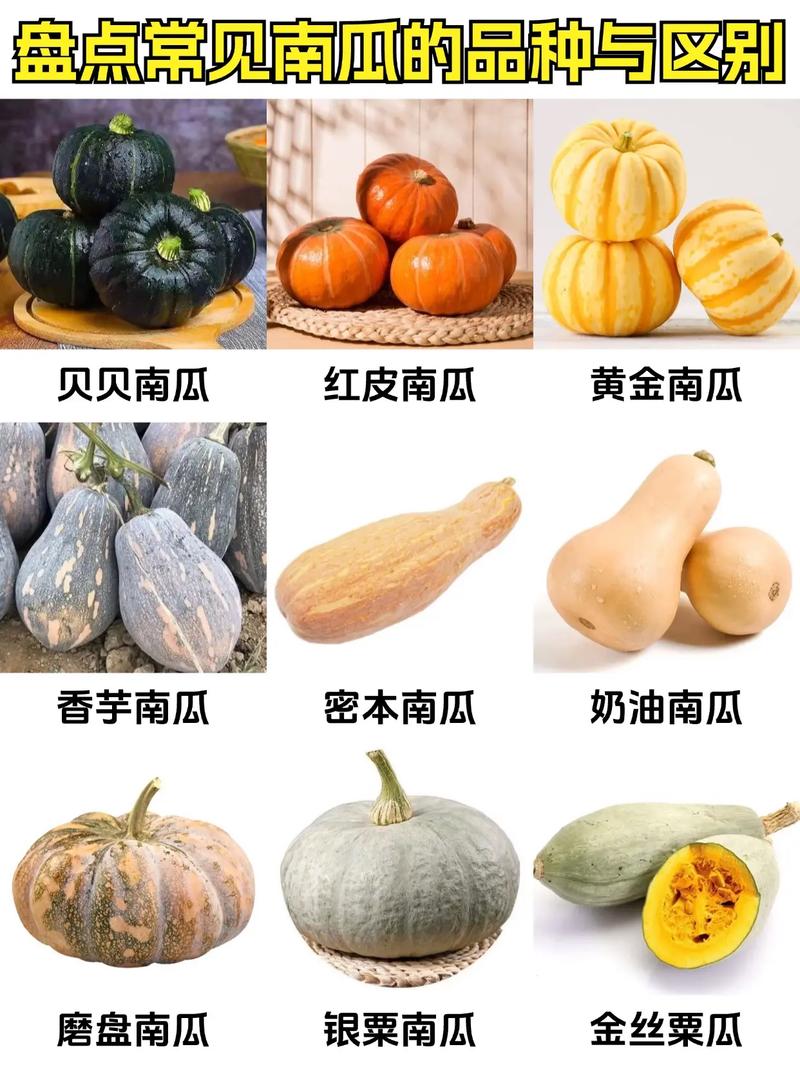 南瓜什么时候成熟，多少钱一斤？南瓜几月份成熟收获？-第4张图片-优品飞百科