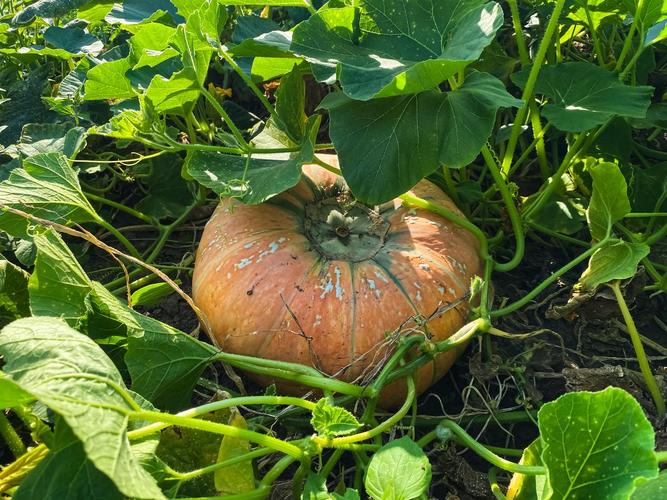 南瓜什么时候成熟，多少钱一斤？南瓜几月份成熟收获？-第5张图片-优品飞百科