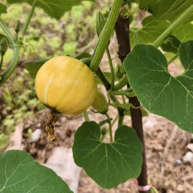 南瓜什么时候成熟，多少钱一斤？南瓜几月份成熟收获？-第6张图片-优品飞百科