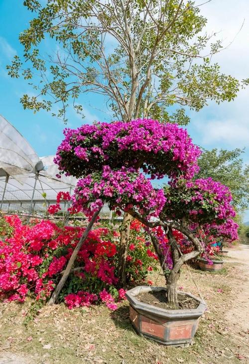 金昌适合养什么花，市花和市树是什么？金昌的花海是什么花？-第1张图片-优品飞百科